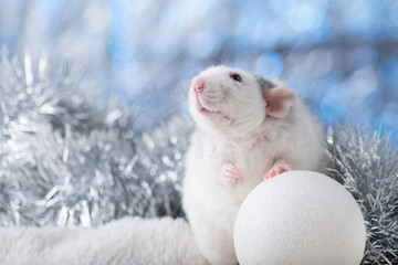 New Year concept. Cute white domestic rat in a New Year's decor. Symbol of the year 2020 is a rat. Gifts, toys, garlands, Christmas tree branches