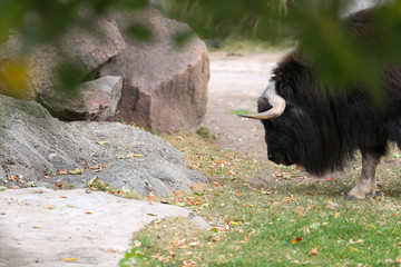 Musk ox in the Moscow zoo in the autumn