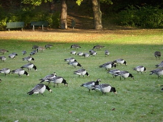 Branta canadensis © Norbert Wójtowicz