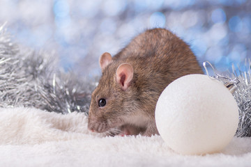 New Year concept. Cute white domestic rat in a New Year's decor. Symbol of the year 2020 is a rat. Gifts, toys, garlands, Christmas tree branches