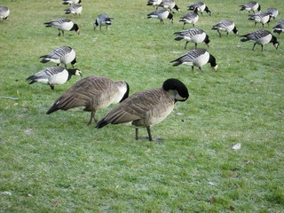 Branta canadensis © Norbert Wójtowicz