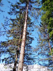 Fototapeta premium tree in the forest