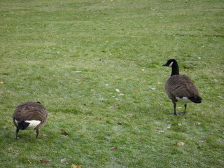 Branta canadensis © Norbert Wójtowicz