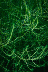 Background of fresh green leaves.  Green leaves pattern background, Natural background and wallpaper