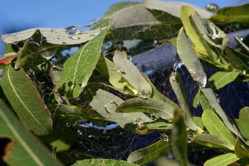 Krople deszczu na pajęczynie rozpiętej pomiędzy liściami wierzby