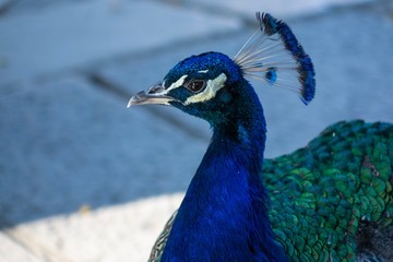 Obraz premium Blue peacock in the light