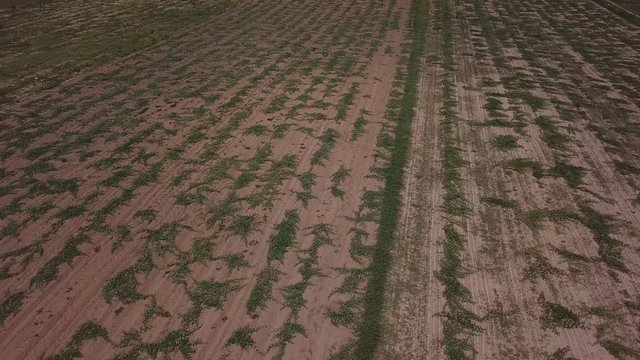 field with watermelons from a height