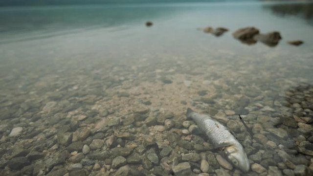 Dead fish in lake water