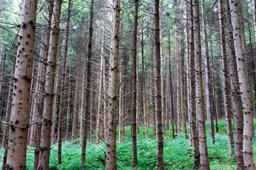 Young pine forest in the Carpathian mountains in Transylvania, Romania. © Alpar