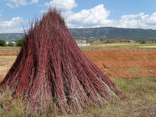 haces de mimbre cañamares ruta del mimbre cuenca  castilla la mancha españa