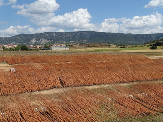 secado de mimbre al sol cañamares ruta del mimbre cuenca  castilla la mancha españa