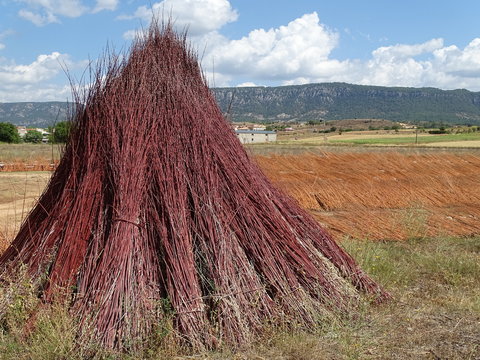 haces de mimbre ca&ntilde;amares ruta del mimbre cuenca  castilla la mancha espa&ntilde;a