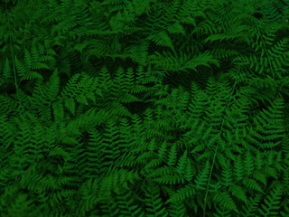 Dark green foliage. Beautiful fern leaves close-up. Fern bush. Night