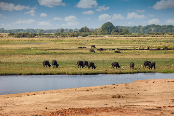Fototapeta na wymiar Herd of buffalo