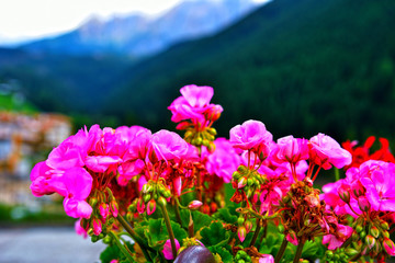 flowers in nova ponente alto adige Italy