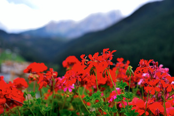 flowers in nova ponente alto adige Italy