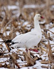 Snow geese in cornfield