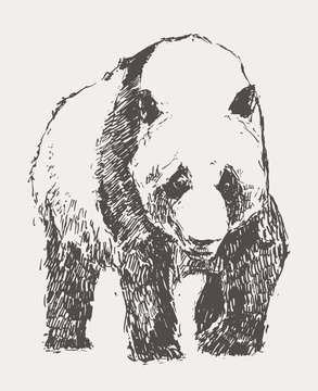 Panda hand drawn vector illustration sketch linear