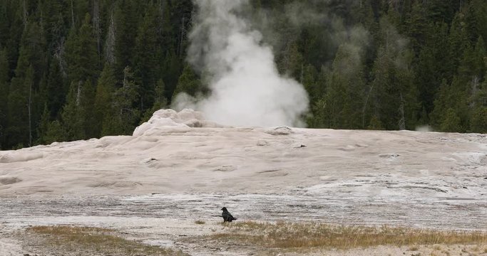 Yellowstone National Park Old Faithful steam venting. Cone geyser predictable geothermal ecosystem environment. Caldera superolcano. Biology geography and ecology.