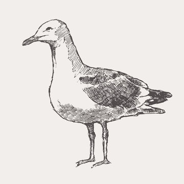 Seagull hand drawn vector illustration sketch city