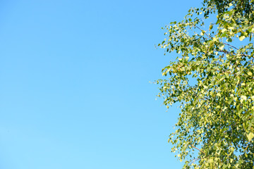 Natural background. Spring background with bright fresh birch foliage