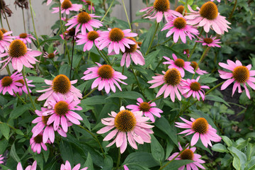 pink flower blooms