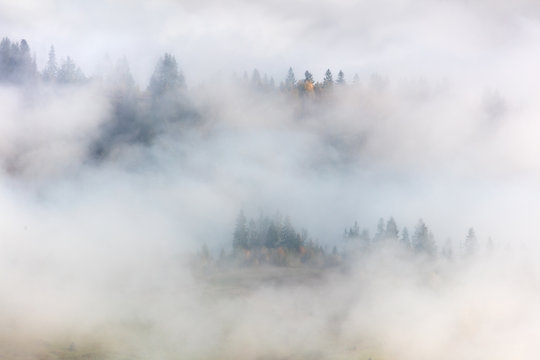 Fog in Mountains hills -  landscape with fir and pine forest in Mountains valley