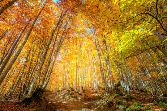 Autumn Fall scene in the forest with colorful leaves on tall trees