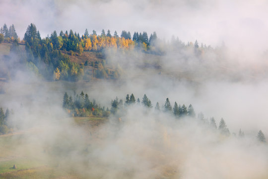Misty Fog in Mountains hills -  landscape with fir and pine forest in Mountains valley, autumn season