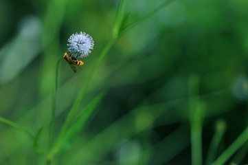 European hornet vespa crabro wasp on purple round flower