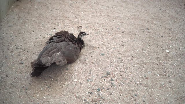 A female peacock lies and sprinkles herself with sand.