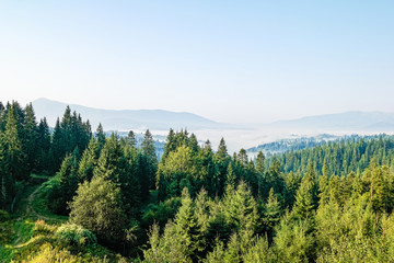 Misty mountain forest landscape in the morning, Carpathian Mountains, Ukraine