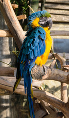 one blue-and-yellow macaw sits on a tree branch