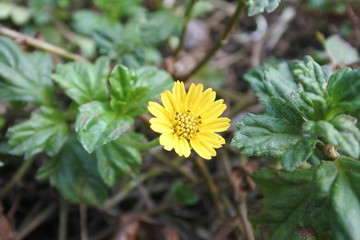 flower 1