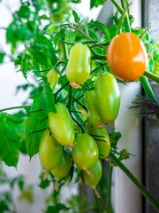 Several unripe cherry tomatoes on a twig