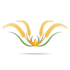 wheat on white and text, agricultural vector illustration