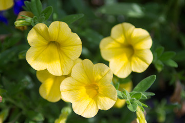 small group of four yellow flowers