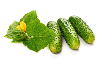Fresh juicy cucumbers with leaf, isolated on white background
