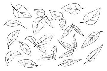 Set of autumn leaves drawn on outline style. Different trees leaves isolated on white background. Clipart elements for card, poster, banner, wallpaper, wrapping, textile, fabric, tile, print design