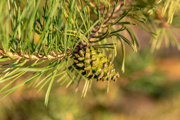  Green pine cone close-up in summer in the evening before sunset