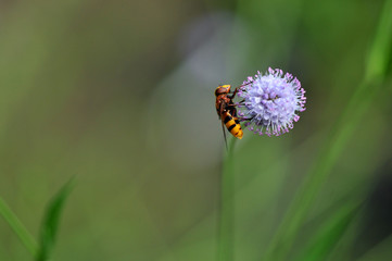 European hornet vespa crabro wasp on purple round flower