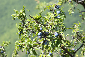 Beautiful plums in the mountains in the park