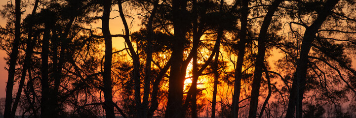 Silhouettes of pine trees at sunset.