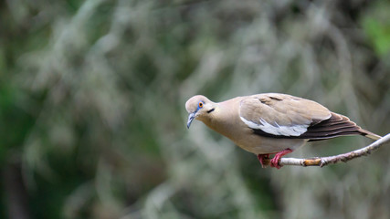 Pigeon on a limb