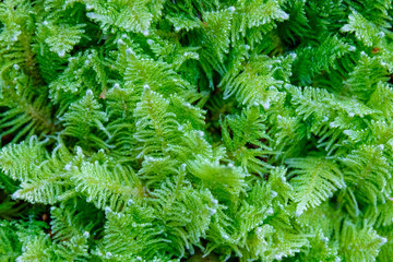 beautiful green moss close up