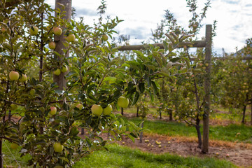 Fototapeta na wymiar Apple orchard in summer. With selective focus on one piece of fruit with boken background. In the countryside of Quebec Province, Canada