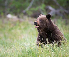 Naklejka na ściany i meble Grizzly bear in the wild