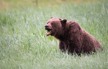 Grizzly bear in the wild