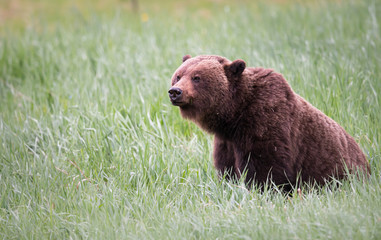 Grizzly bear in the wild