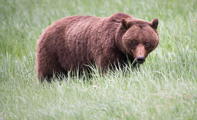 Grizzly bear in the wild